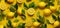 background natural fresh food tropical fruit healthy juicy lemon summer yellow. Generative AI.