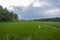 the background of the natural scenery of rice fields in the village of Banyuwangi, Indonesia. landscape nature