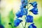 Background nature Flower delphinium. blue flowers. background blur