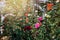 Background nature Flower rose. Multicolored roses. public park, rose garden, background blur. agriculture