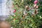 Background nature Flower rose. Multicolored roses. public park, rose garden, background blur. agriculture