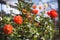 Background nature Flower rose. Orange bunch roses. public park, Rose Garden, background blur