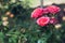 Background nature Flower rose. pink bunch roses. public park, Rose Garden, background blur