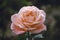 Background nature Flower Valentine. pink, orange rose background blur.Valentines Day
