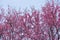 Background nature Flower Valentine Prunus cerasoides