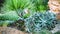 Background nature. Natural background Cactus Garden Many species. Agave