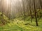 Background of nature spring blooming forest at sunrise