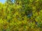 Background from needles. Coniferous tree branches with cones. Pure nature. Ecology. Environment