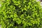 Background of new green spiny leaves. Conifer leaves background. Green plant backdrop. Green leaves background. Conifer