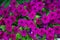 Background of numerous crimson flowers of hybrid petunia among green stems on a summer day