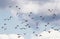 background with a numerous flock of black birds migrating starlings flies up blue sky