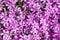 Background with numerous small pink moss phlox flowers 10