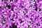 Background with numerous small pink phlox subulata flowers 02