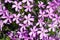 Background with numerous small pink phlox subulata flowers 06