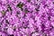 Background with numerous small pink phlox subulata flowers 07