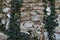 Background of old stone wall and clambering plant