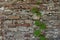 Background of old stone wall and clambering plant