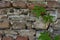 Background of old stone wall and clambering plant