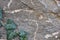 Background of old stone wall and clambering plant