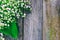 Background of the old wooden barn boards with forest flowers, lilies of the valley