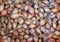 Background of onion sowing close-up. Texture of onion sowing
