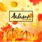 Background of orange autumn pumpkins. Vector