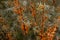 Background. Orange berries of sea buckthorn on branches with leaves. Autumn photo