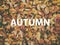 Background of orange maple leaves with congratulatory inscription Autumn