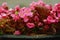 Background of outdoor pink flowers Begonia. Close-up. Street flowers begonia after the rain.