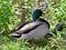 Background with a pair of mallards standing