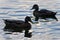 Background with a pair of mallards swimming