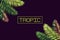 Background with palm leaves and the word `tropic`. Lettering. Tropics. Border. Exotics.