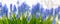 Background panorama with blue flowers grape hyacinth, closeup
