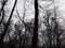 Background and panorama of gloomy trees in the winter forest