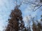 Background and panorama of gloomy trees in the winter forest