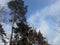 Background and panorama of gloomy trees in the winter forest