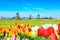 Background panorama with tulips and windmills in traditional village in Holland