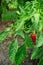 Background of a part of plantation of the maturing red bell pepper after rain