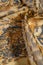 Background pattern African fabric with silk print Savannah with tiger print. This amazing fabric will help you to plunge into the