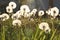 Background of pattern with dandelions seed in garden