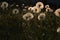 Background of pattern with dandelions seed in garden