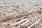 Background Pattern Dead Driftwood Disaster Concept