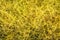 Background pattern of yellow dodder which is edible herbal plant growing abundantly on the ground.