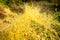 Background pattern of yellow dodder which is edible herbal plant growing abundantly on the ground.