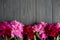 Background with peonies. Pink and burgundy peonies on a wooden background with space for copywriting. Frame for text with flowers
