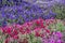 Background of petunia flowerbeds