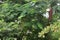 Background photo of leaves and twigs of trees and plants in the rain forest