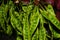 Background photo stack of petai vegetables ready to be eaten as fresh vegetables.