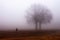 Background, photo of woman strolling in a field with fog near a tree.