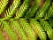 Background Picture of Green Fern Leaves